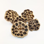 Dried lotus L size, gold, 5pcs