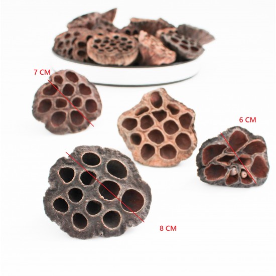 Dried Lotus Pods, natural decorative, 25 pcs, ~5–8 cm