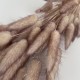 Сухоцвет лагурус 40гр "ombre color"